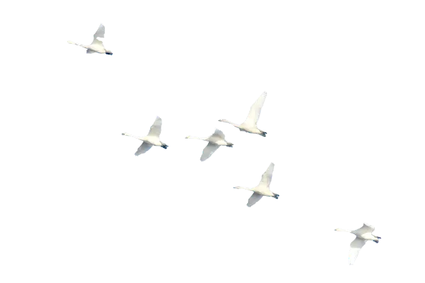 アースシグナル株式会社